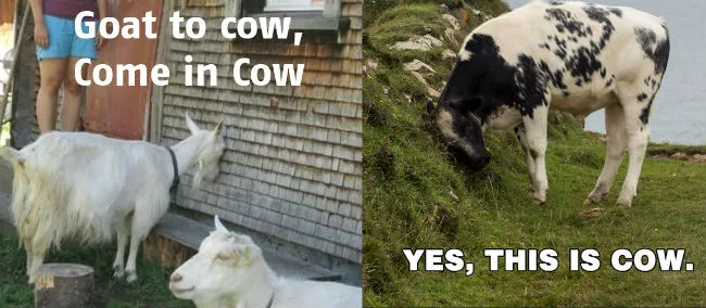 Cow, come in cow